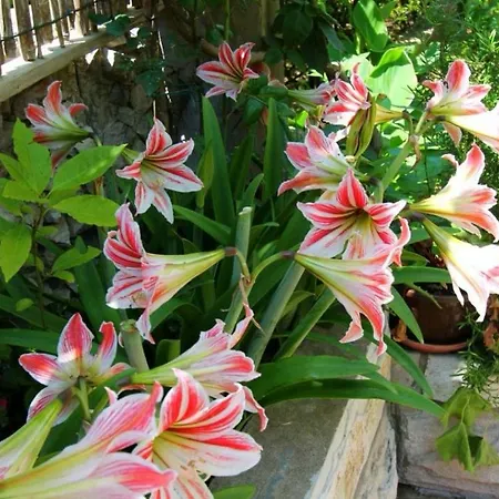 Gostinjska kuća Ivan And Marica